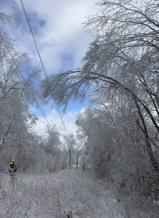 Ice-laden branches above a utility corridor