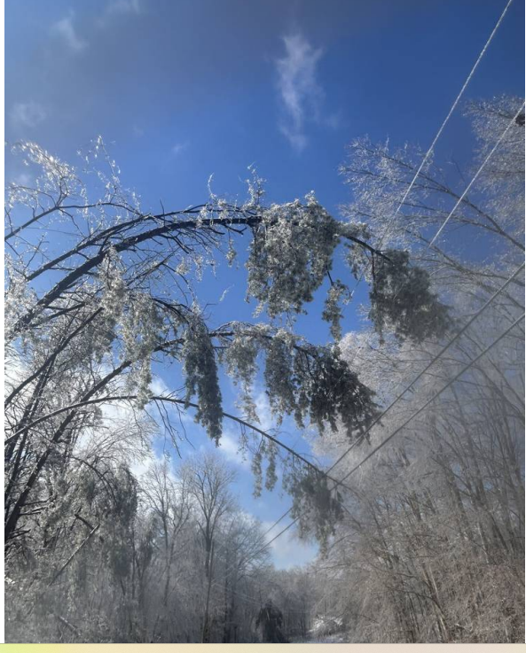 A tree bowed over power lines under the weight of ice