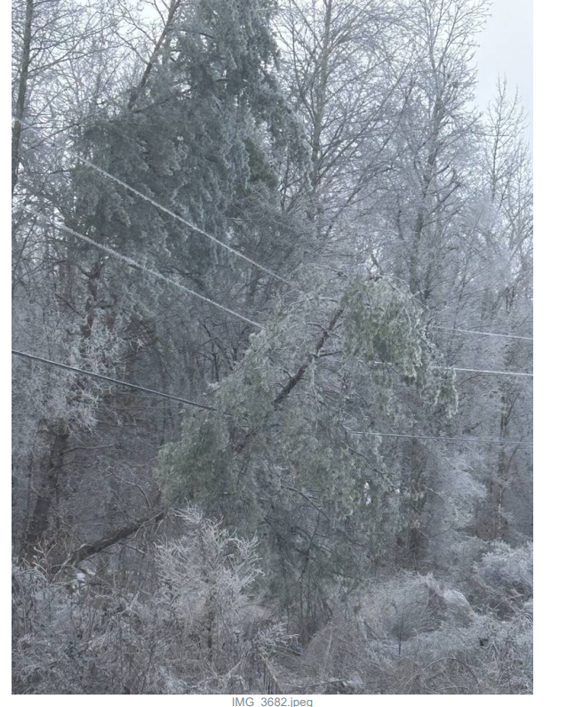 Heavy ice accumulation on trees surrounding utility lines